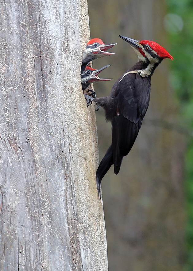 Father and Sons Pileated Woodpeckers