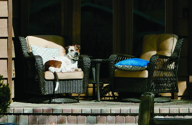 Images of Edina: Local Captures Tranquil Moment with Neighbor’s Dog