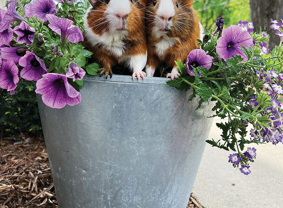 Flowering Piggies