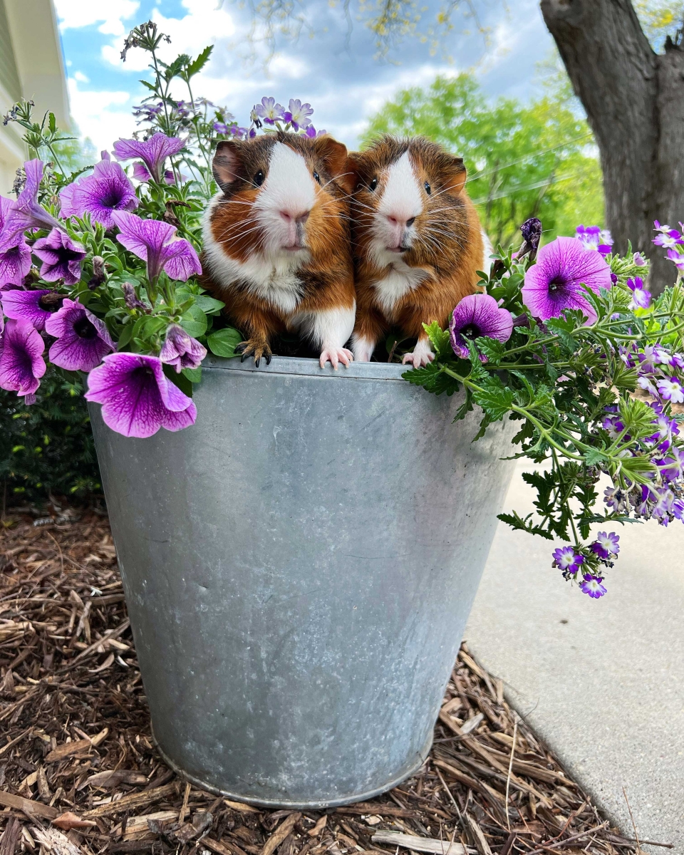 Flowering Piggies by Rebecca Peterson