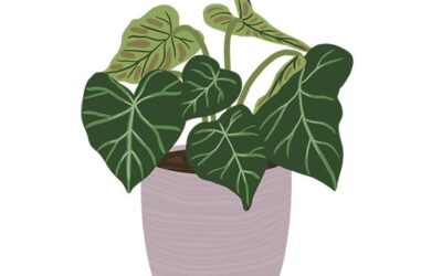 Finding the Perfect Houseplant for Your Home