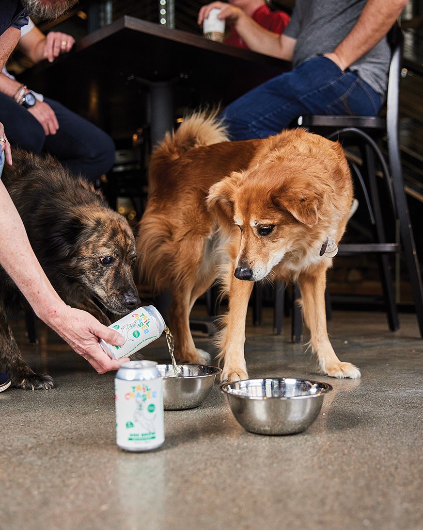 Two dogs trying a can of Tail Chaser Dog Brew.