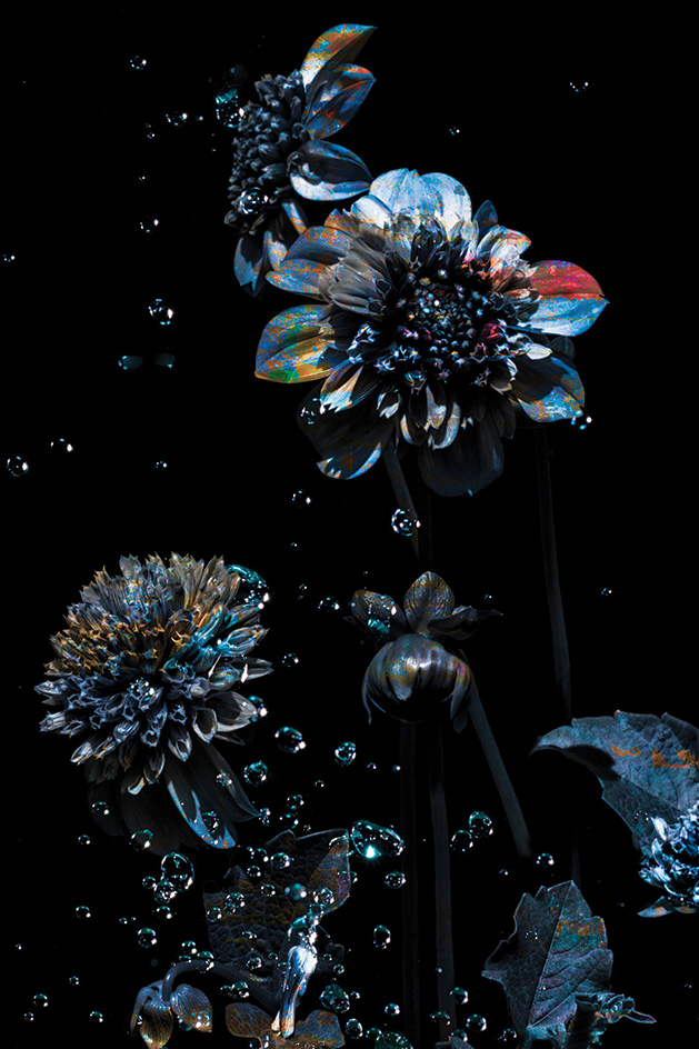 Macro Flower Photography by Cynthia Dickinson