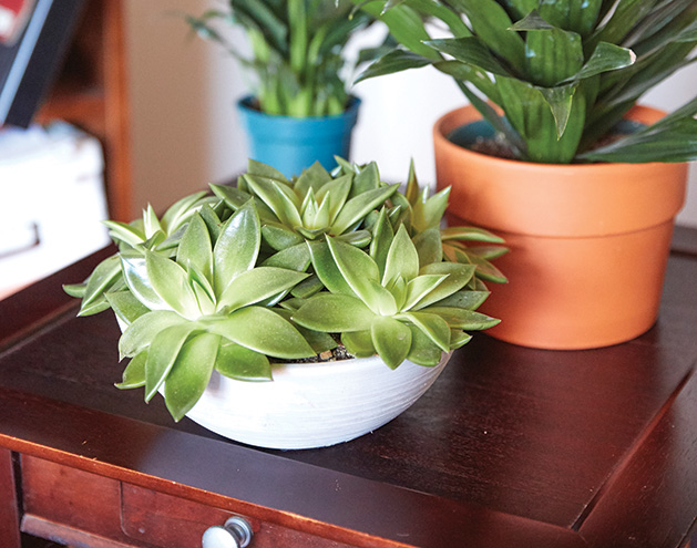 How to Keep Your Houseplants Healthy