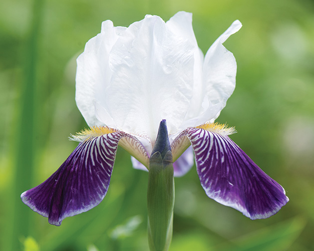 A purple and white spring flower.