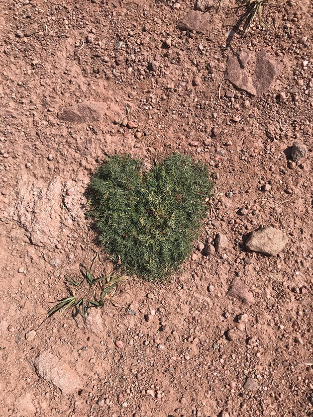 A patch of grass shaped like a heart.