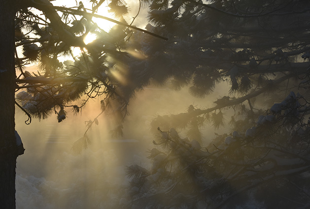 The morning sun shines through the trees in Edina.
