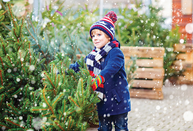 A child looks at a Christmas tree at Our Lady of Grace men's club Christmas tree lot.