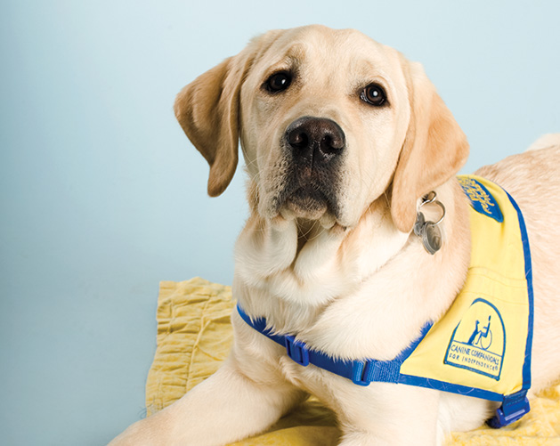 A foster dog in training from Canine Companions for Independence