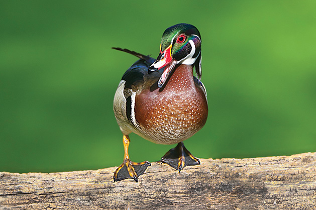 A photo of a wood duck on Lake Edina, which won in the Plants and Animals category of the 2019 Images of Edina photo contest.