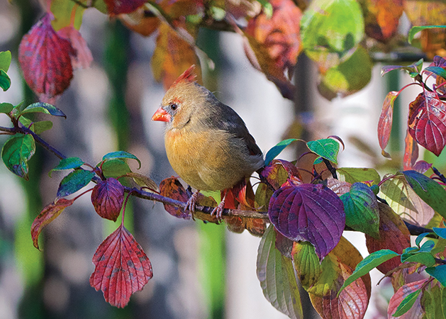 A colorful photograph of a bird on a tree branch.