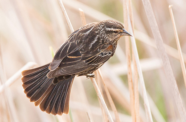 Local Photographer Captures Beauty of Red Winged Blackbird