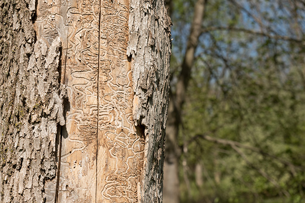 How to Spot Emerald Ash Borer in Your Tree