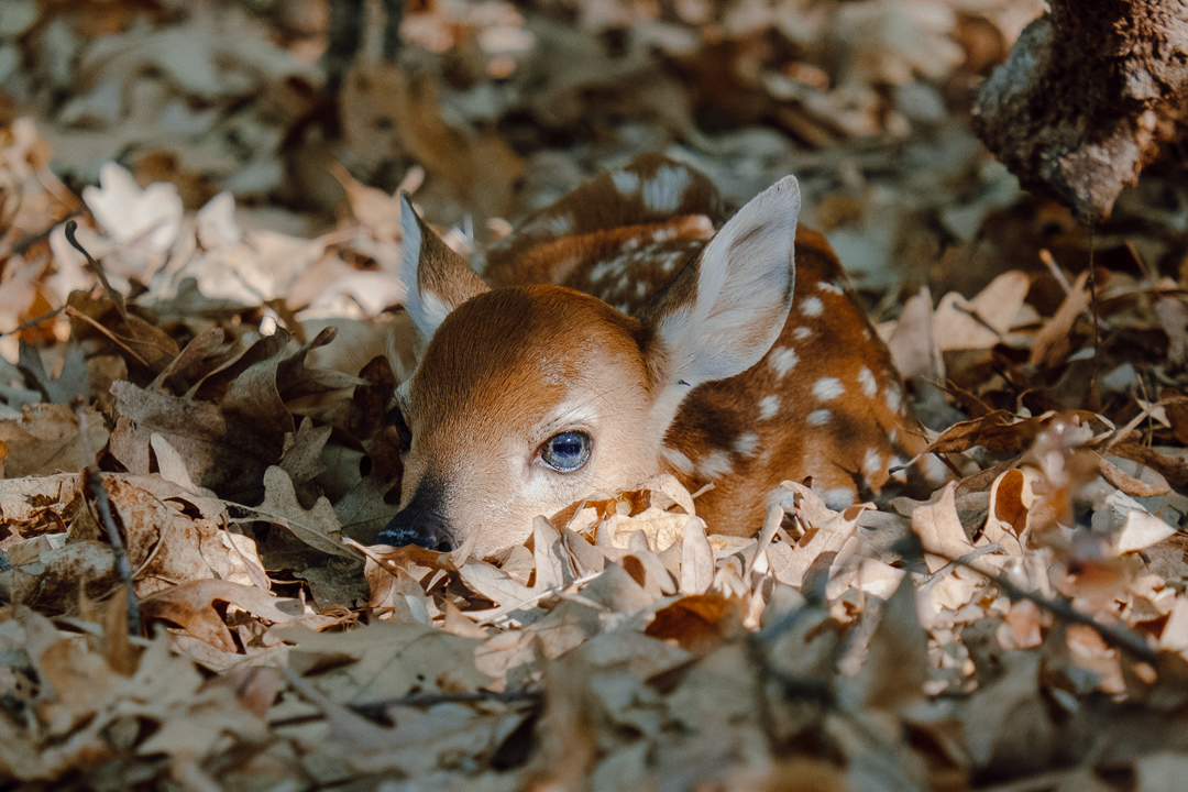Forest Fawn