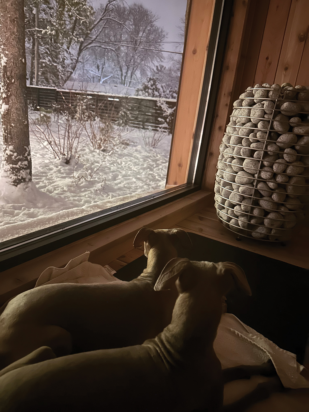 Janet Skalicky and Brian Patty’s dogs enjoy their owners’ cozy sauna.