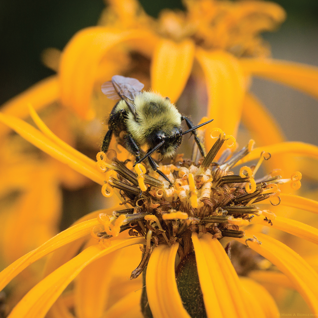 Busy Bee! - Mark Bergeron