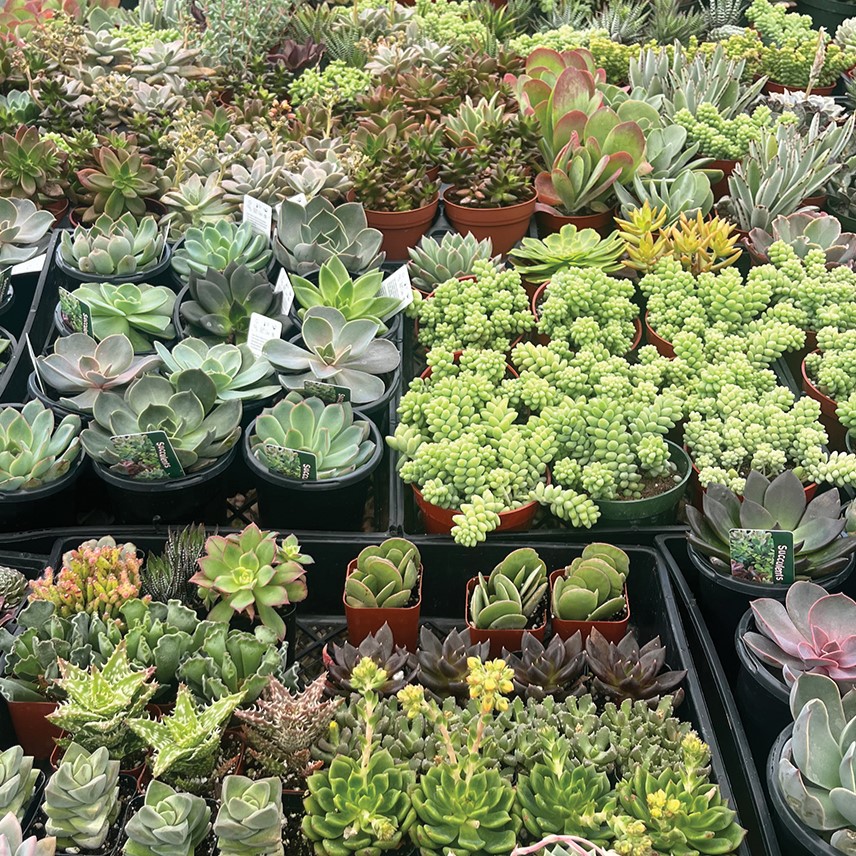 An assortment of succulent plants.