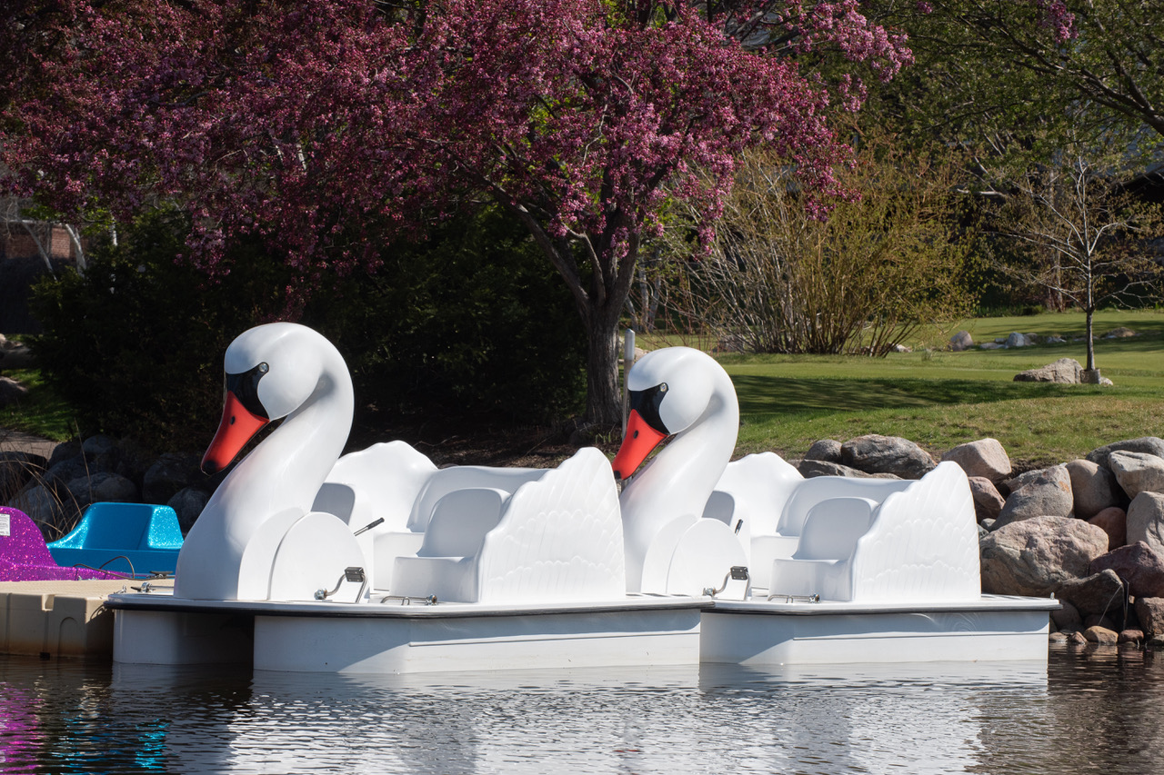 Swan-shaped Paddle Boats