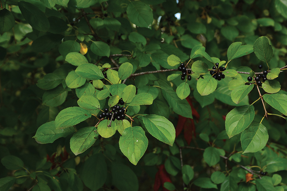 How To Fight Back Against Buckthorn