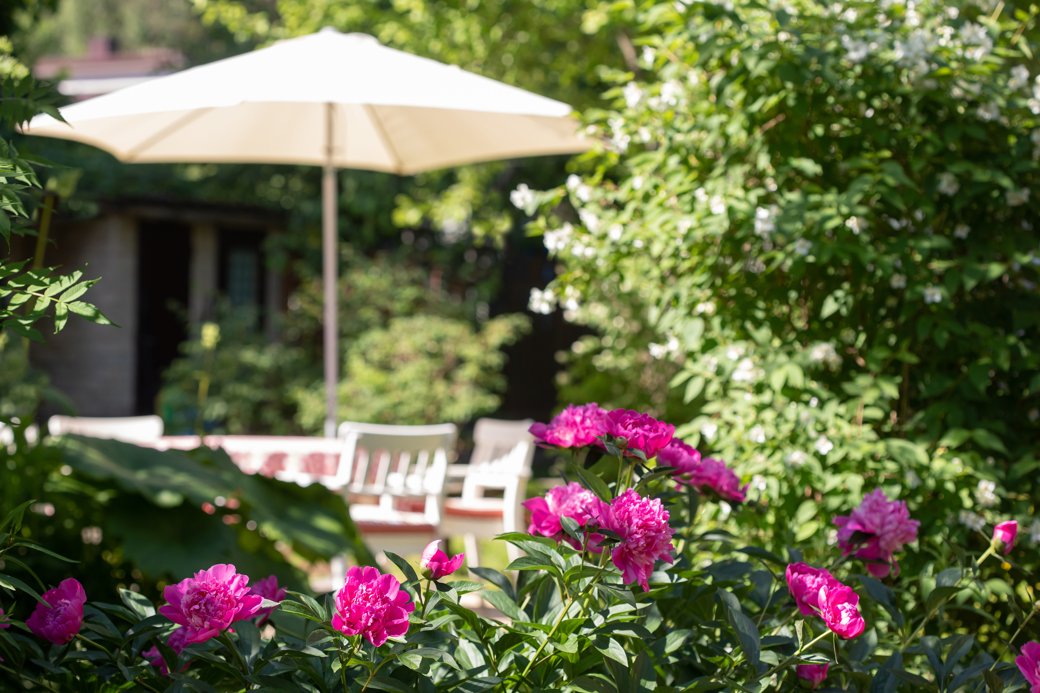 Pink peonies in the summer garden with blurred view of parasol and outdoor table