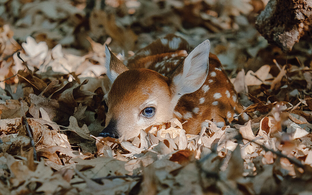 Forest Fawn