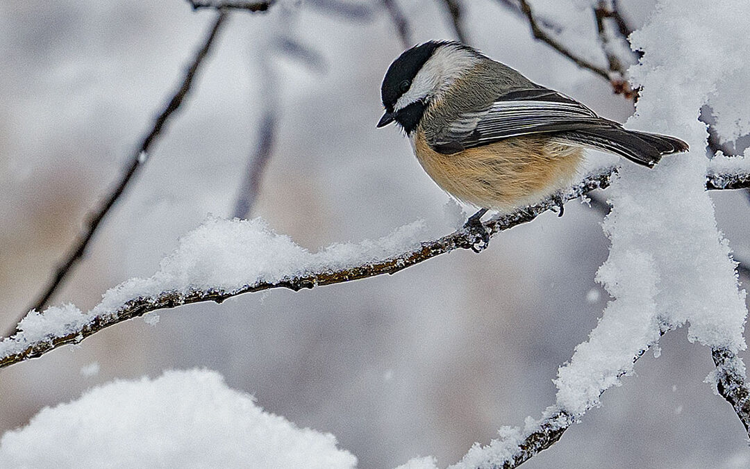 Chickadees in Snow