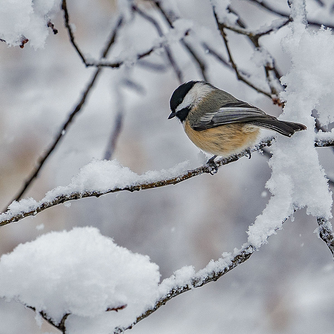 Chickadees in Snow