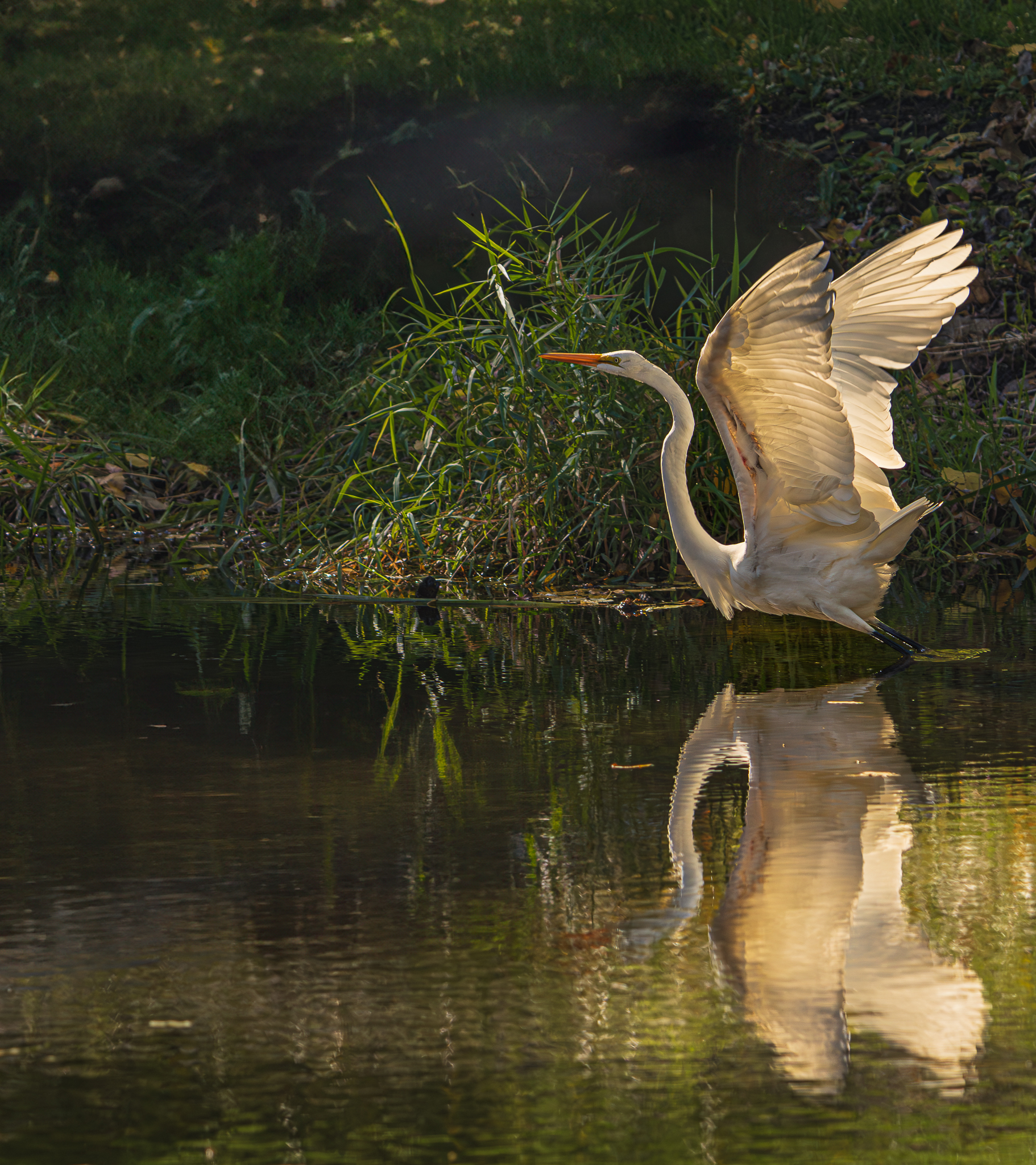 Great Egret in Minnehaha Creek end of Summer 2023