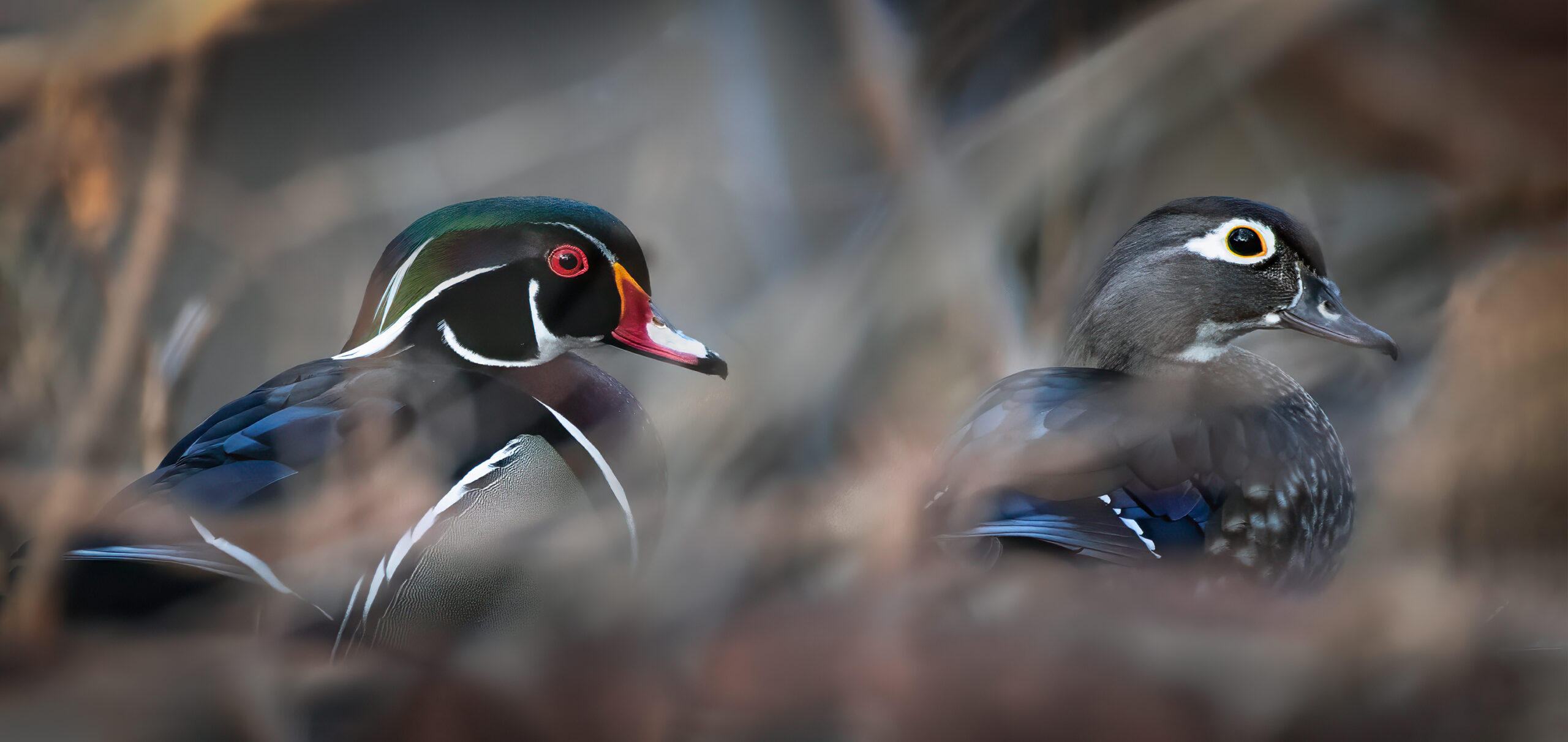 Mr. and Mrs. Wood Duck, Pamela Park