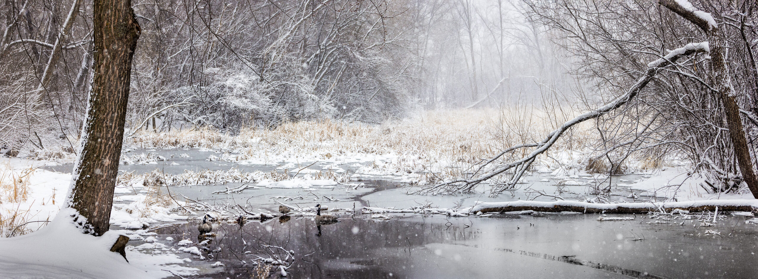 Pamela Park channel on a Snowy Day