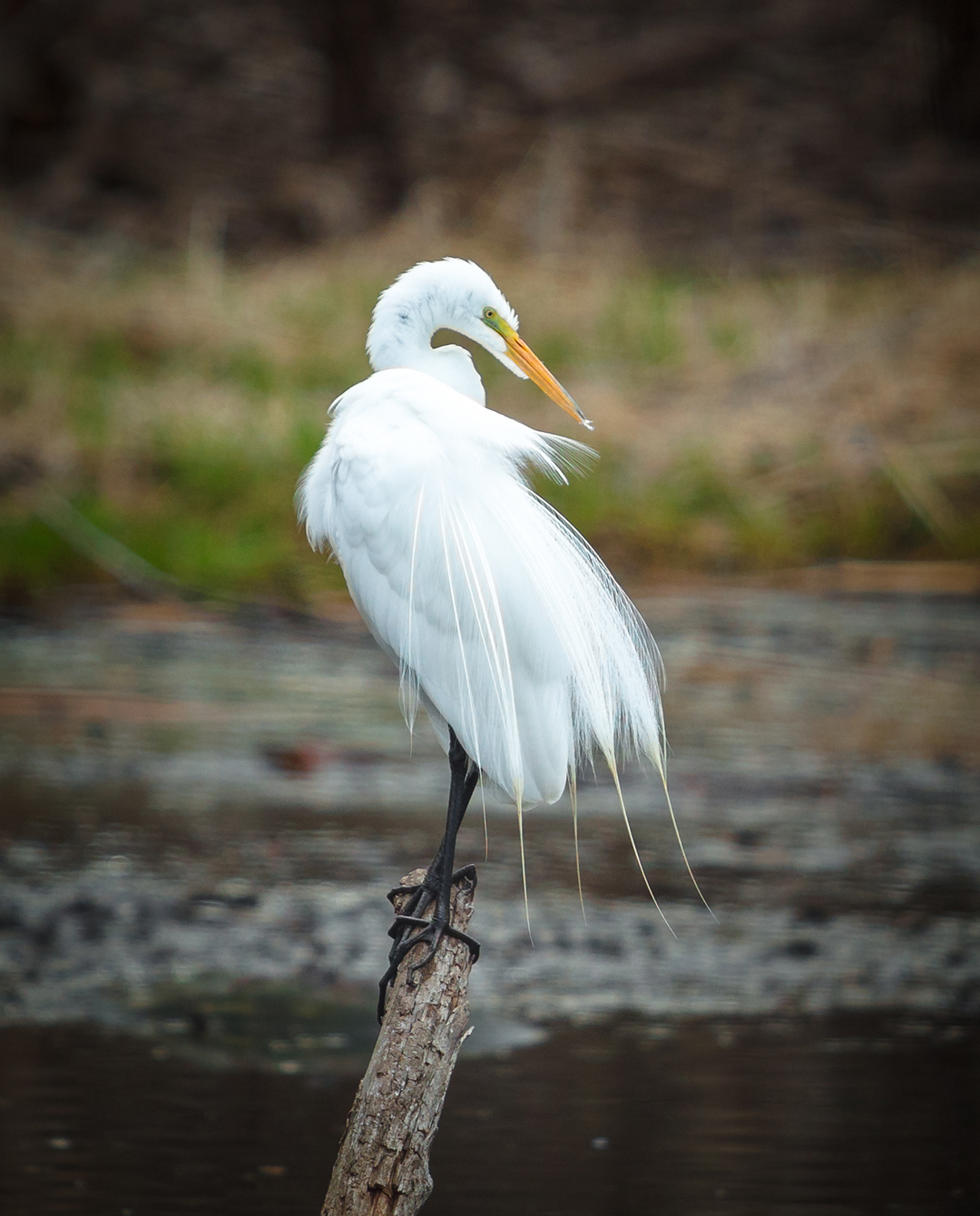 Great White Egret