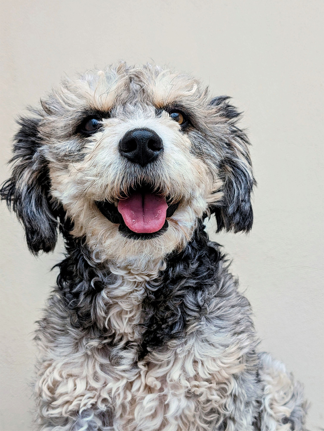 Sheepadoodle puppy