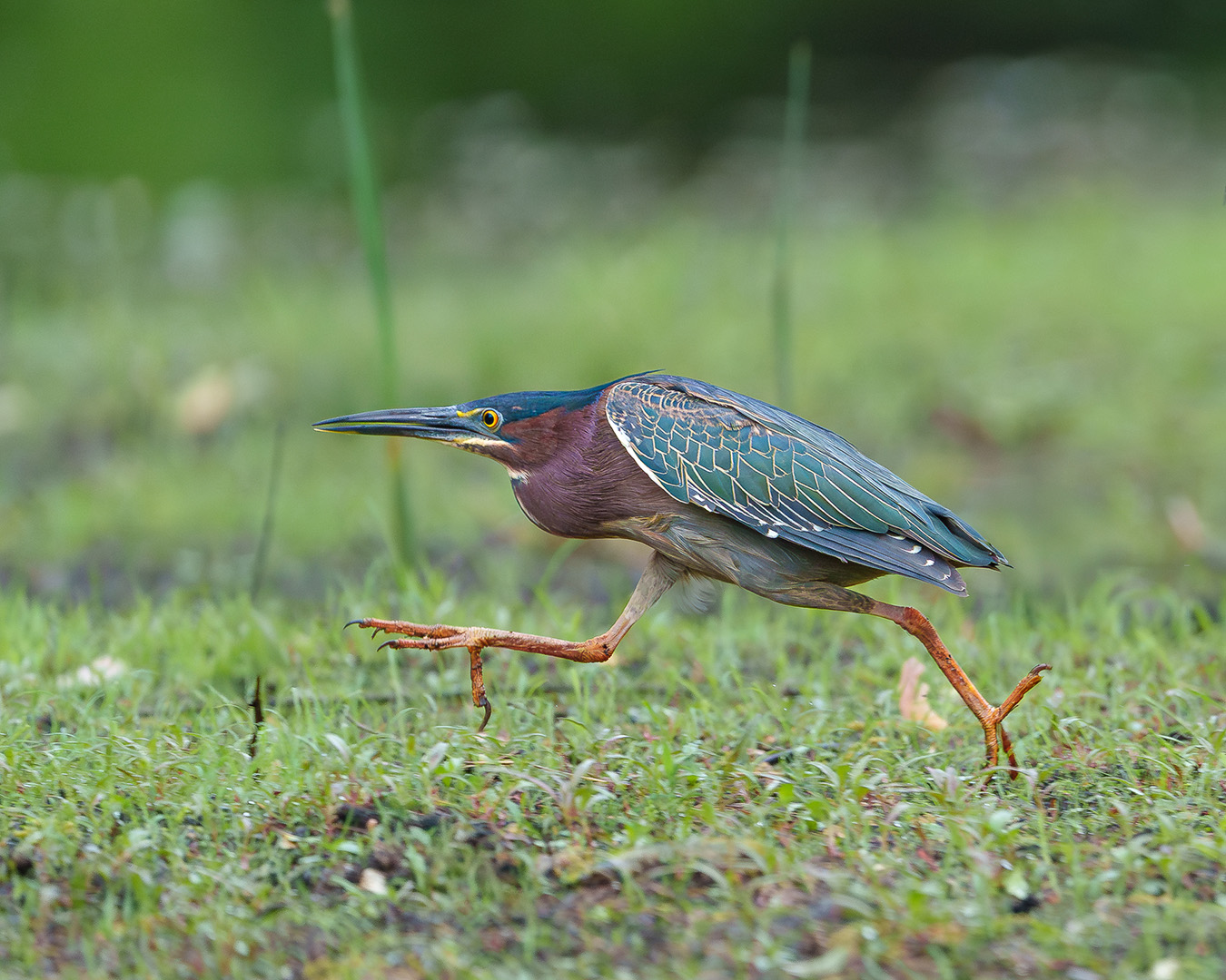 Green Heron running along Minnehaha Creek Edina, MN 5-16-25