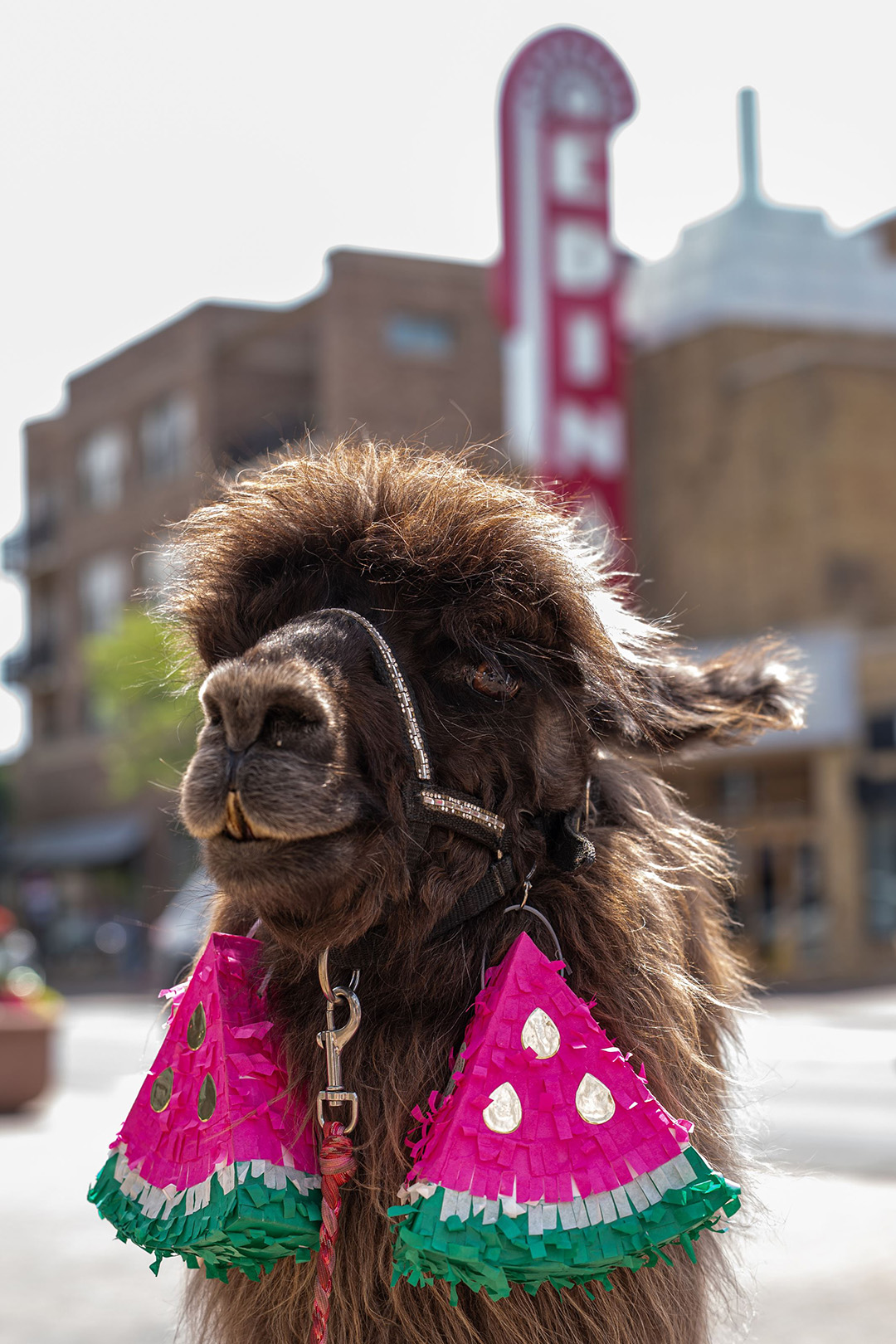 Llamas at 50th & France