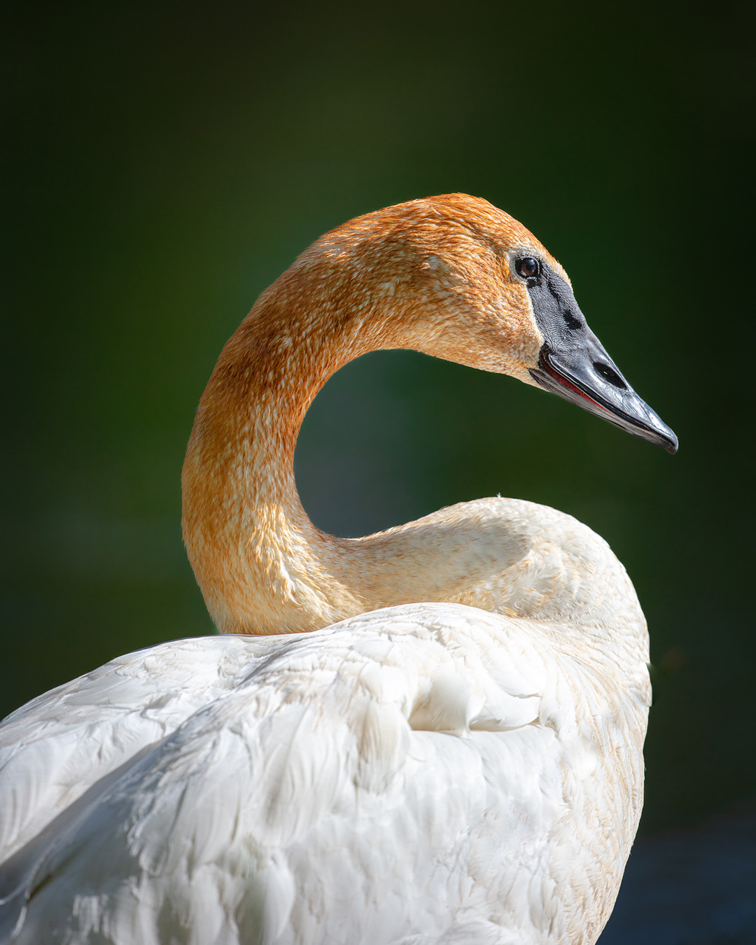 One Swan's Bask in the Sun