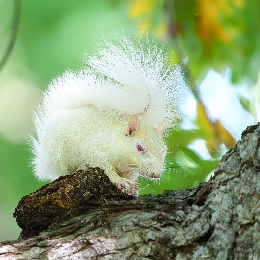 Albino Squirrel on branch above Minnehaha Creek Edina, Mn 10-6-25