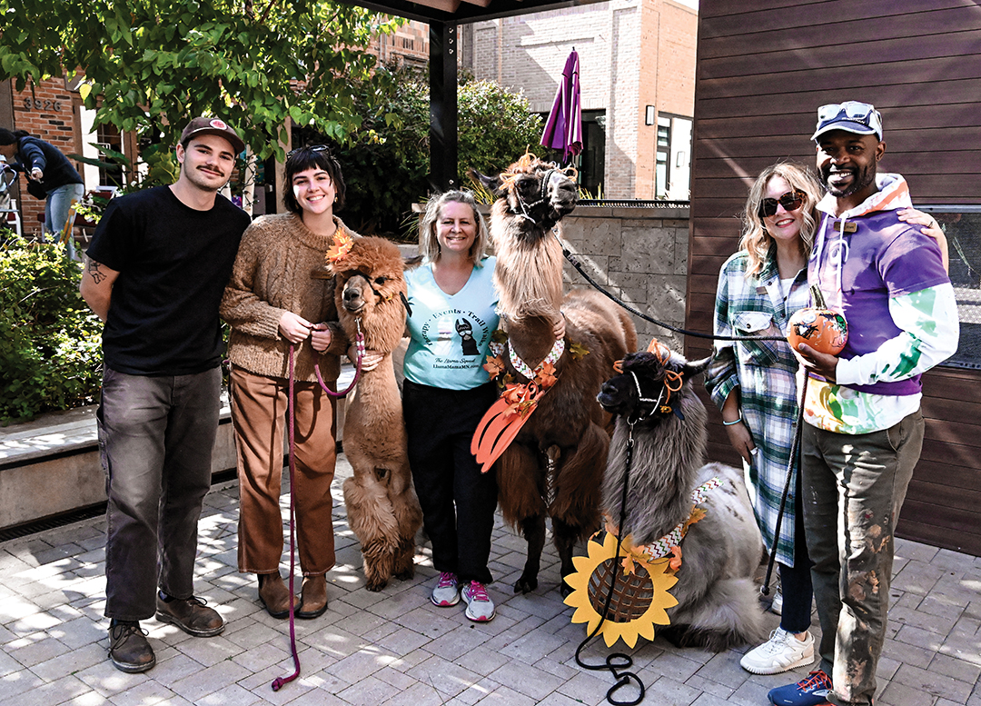 Fall Fest Llamas