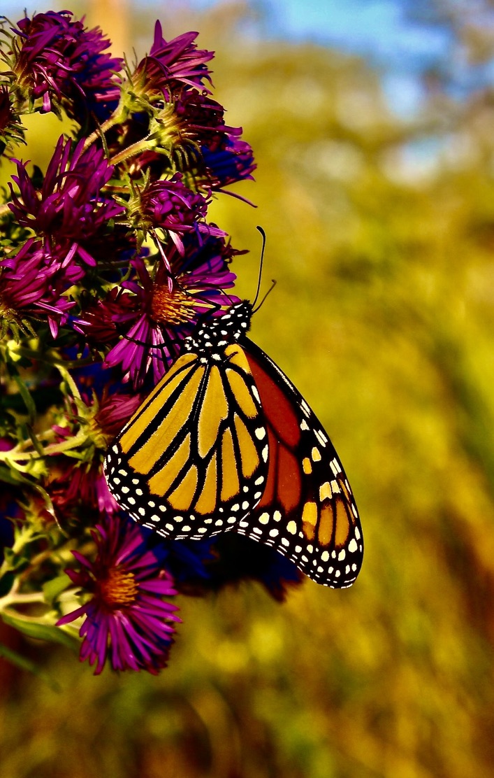 Monarch Hanging On