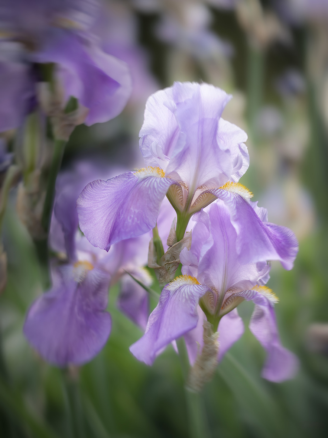 Pamela Park Home Iris Beauty